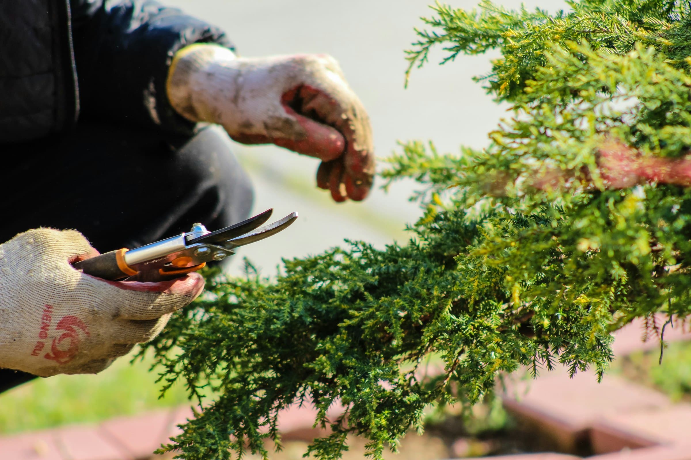 Gärtner schneidet mit Handschuhen und Gartenschere eine grüne Hecke in Form